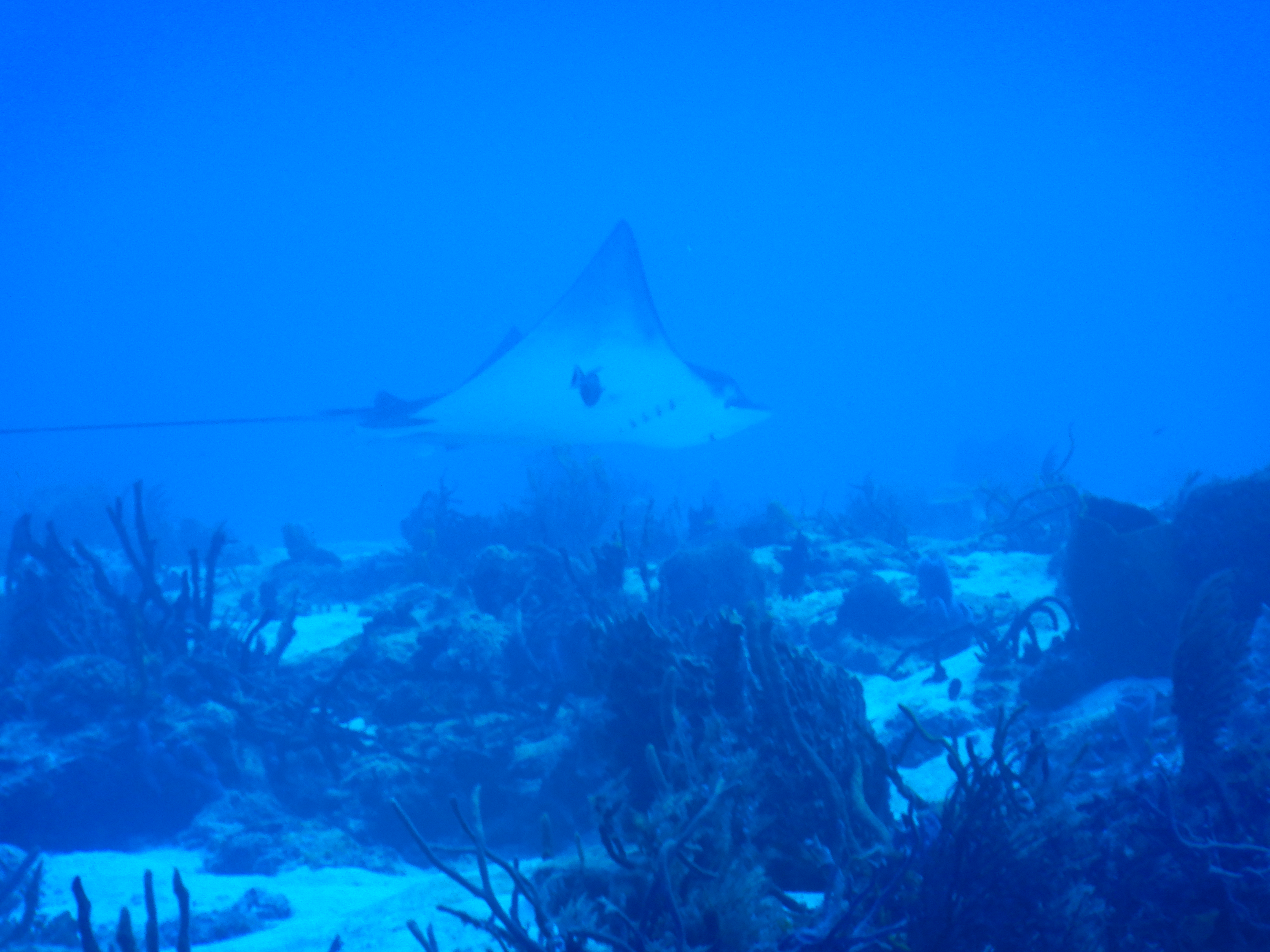 Dive Photo 6